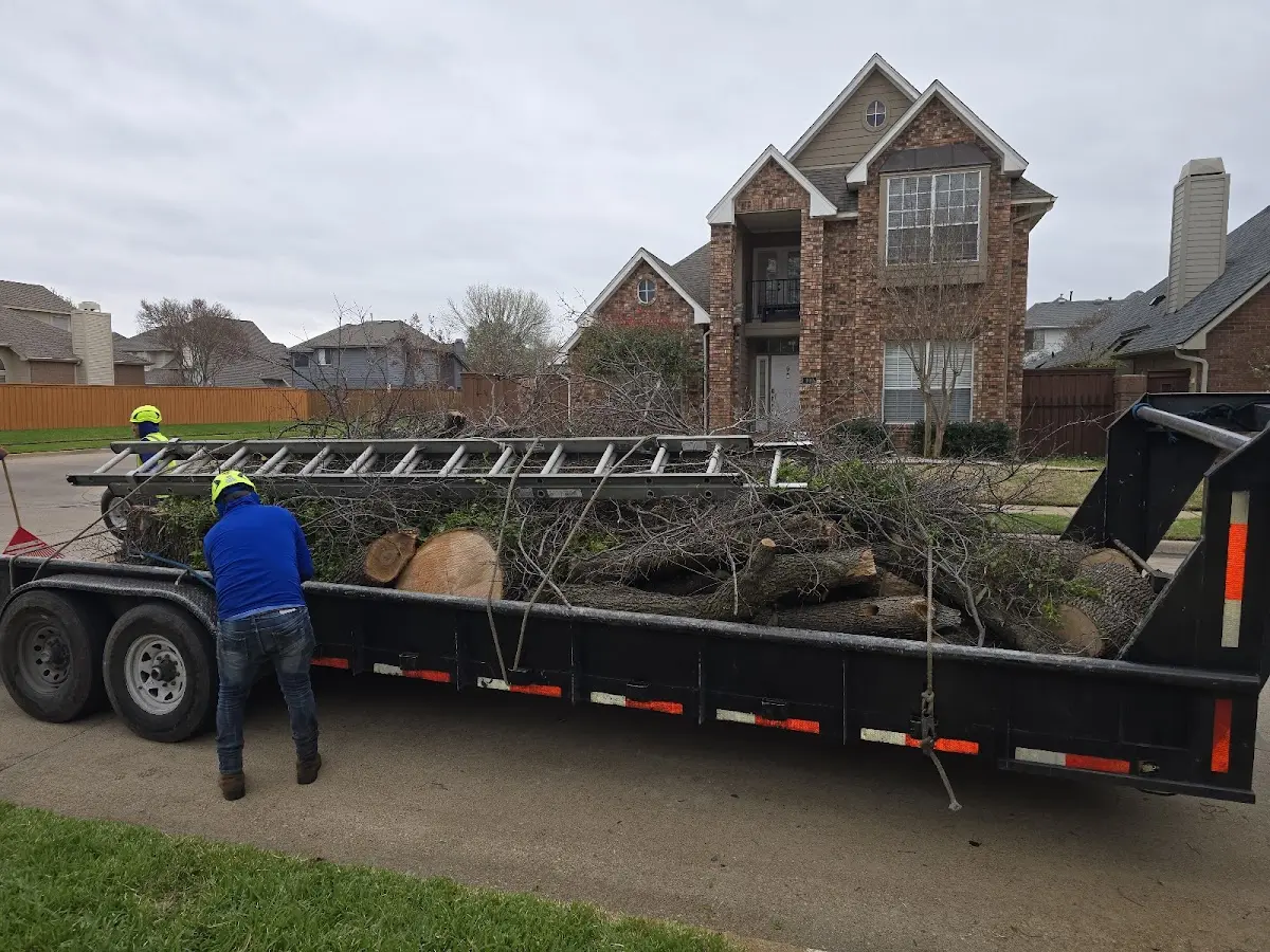Expert Tree Pest Control with proper safety equipment in Sulphur